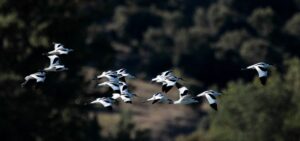 Día Mundial de las Aves Migratorias