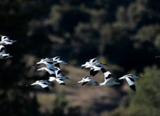 Día Mundial de las Aves Migratorias