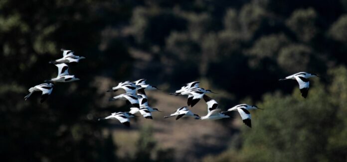 Día Mundial de las Aves Migratorias