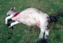 Ataque de un lobo producido en la provincia de Palencia
