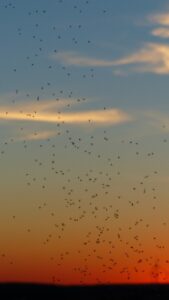 Plaga de mosquitos