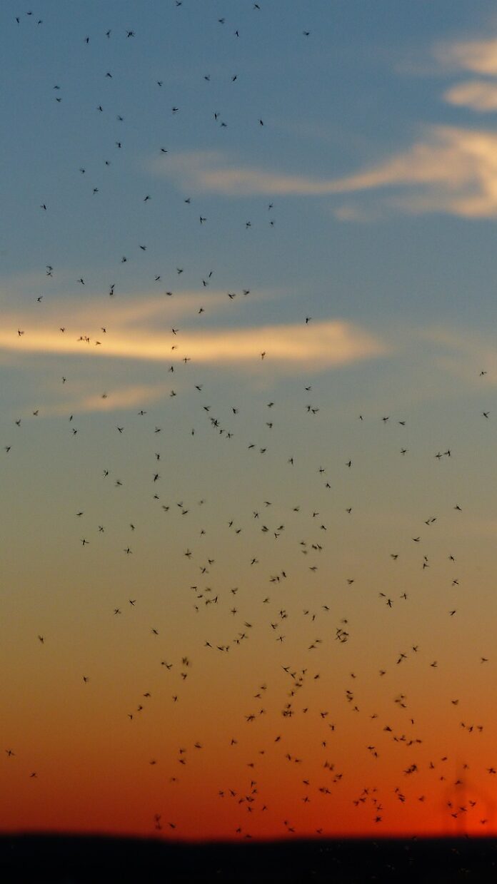 Plaga de mosquitos