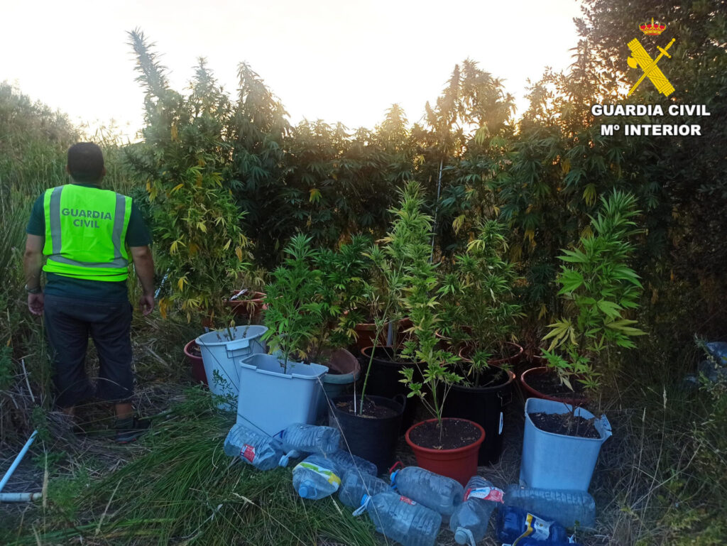 Cultivo marihuana