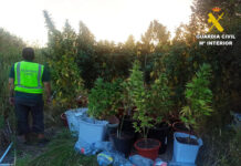 Cultivo marihuana