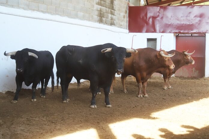 Toros Montalvo