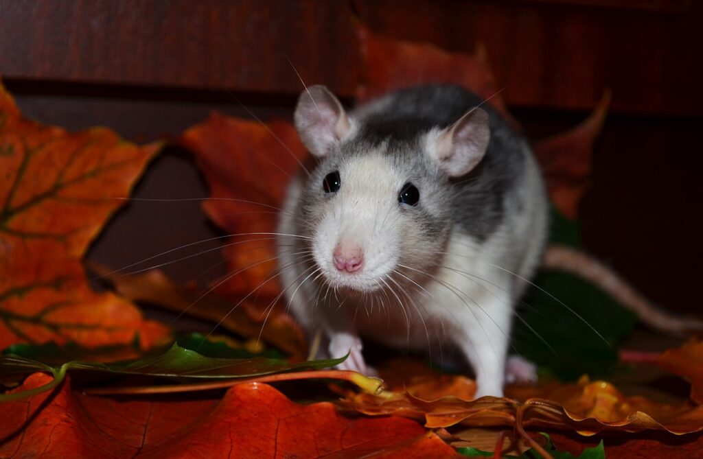Ratas