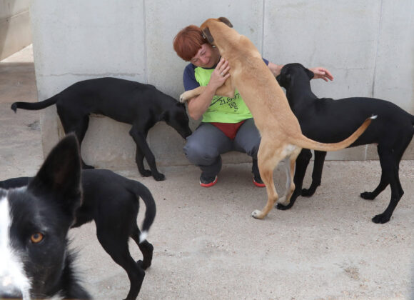 Centro de acogida de animales Scooby de Palencia