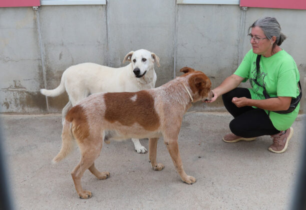 Centro de acogida de animales Scooby de Palencia