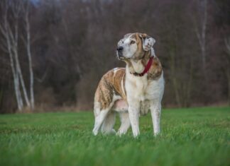 Perro Mastín, ayudas de la Diputación a ganaderos palentinos