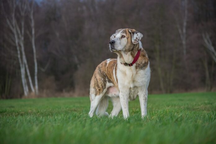 Perro Mastín, ayudas de la Diputación a ganaderos palentinos