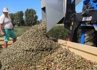 Cosecha de almendras en San Cebrián de Campos