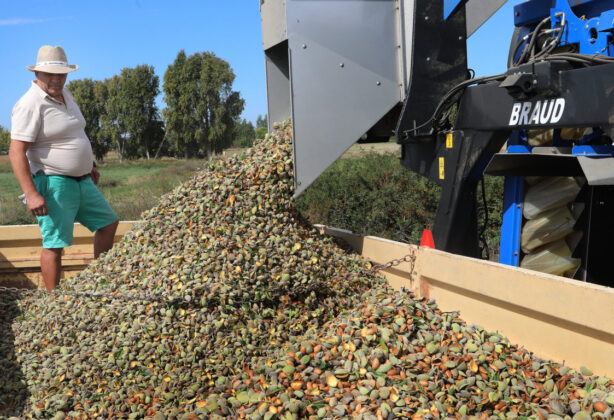 Cosecha de almendras en San Cebrián de Campos