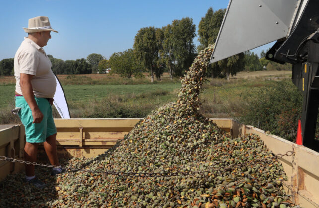 Cosecha de almendras en San Cebrián de Campos