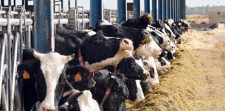 Explotación de ganado bovino para la producción de leche. / ICAL
