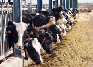 Explotación de ganado bovino para la producción de leche. / ICAL