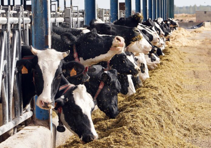 Explotación de ganado bovino para la producción de leche. / ICAL