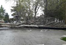 Caída de árbol en el Parque de los Jardinillos de Palencia por la climatología hace que se cierre el acceso del mismo