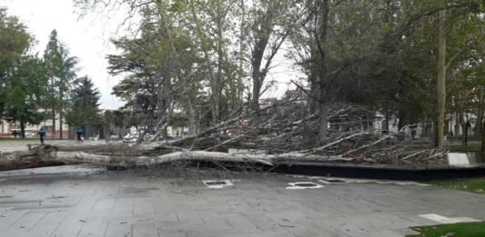 Caída de árbol en el Parque de los Jardinillos de Palencia por la climatología hace que se cierre el acceso del mismo