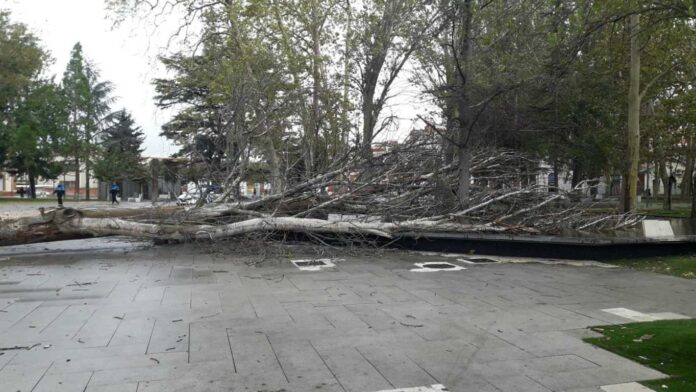 Caída de árbol en el Parque de los Jardinillos de Palencia por la climatología hace que se cierre el acceso del mismo