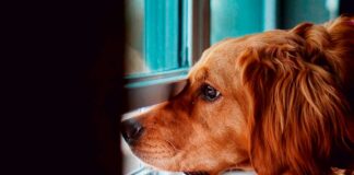 natxo nuñez educador canino - perros