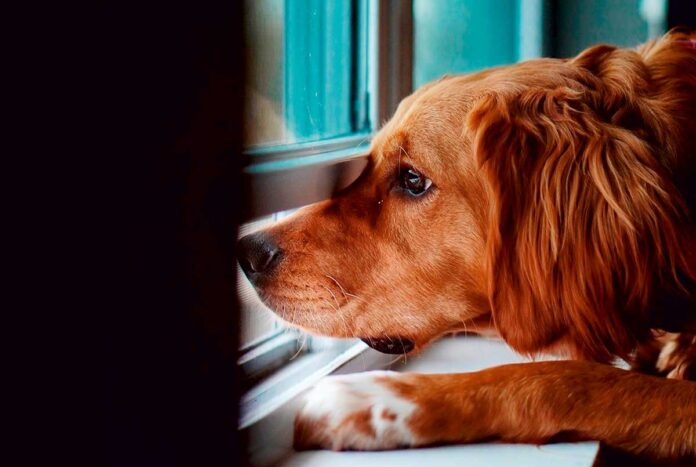 natxo nuñez educador canino - perros