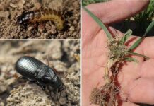 plaga-zabro-agricultura