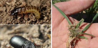 plaga-zabro-agricultura