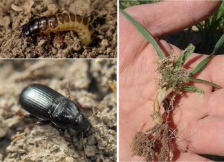 plaga-zabro-agricultura