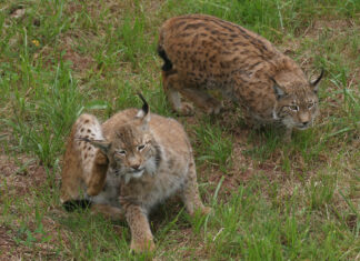 lince ibérico