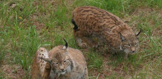 lince ibérico