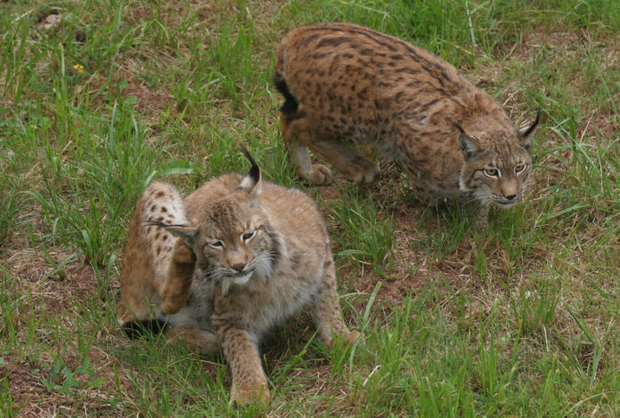 lince ibérico