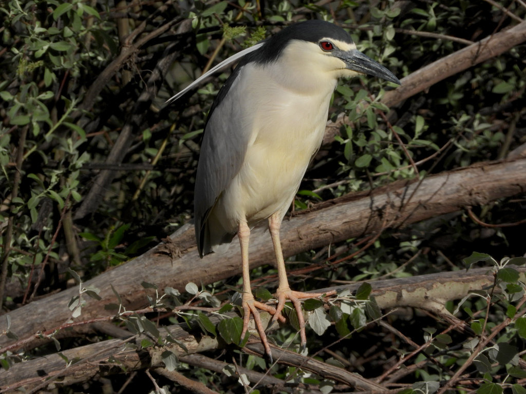 Garzas