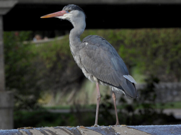 Garzas