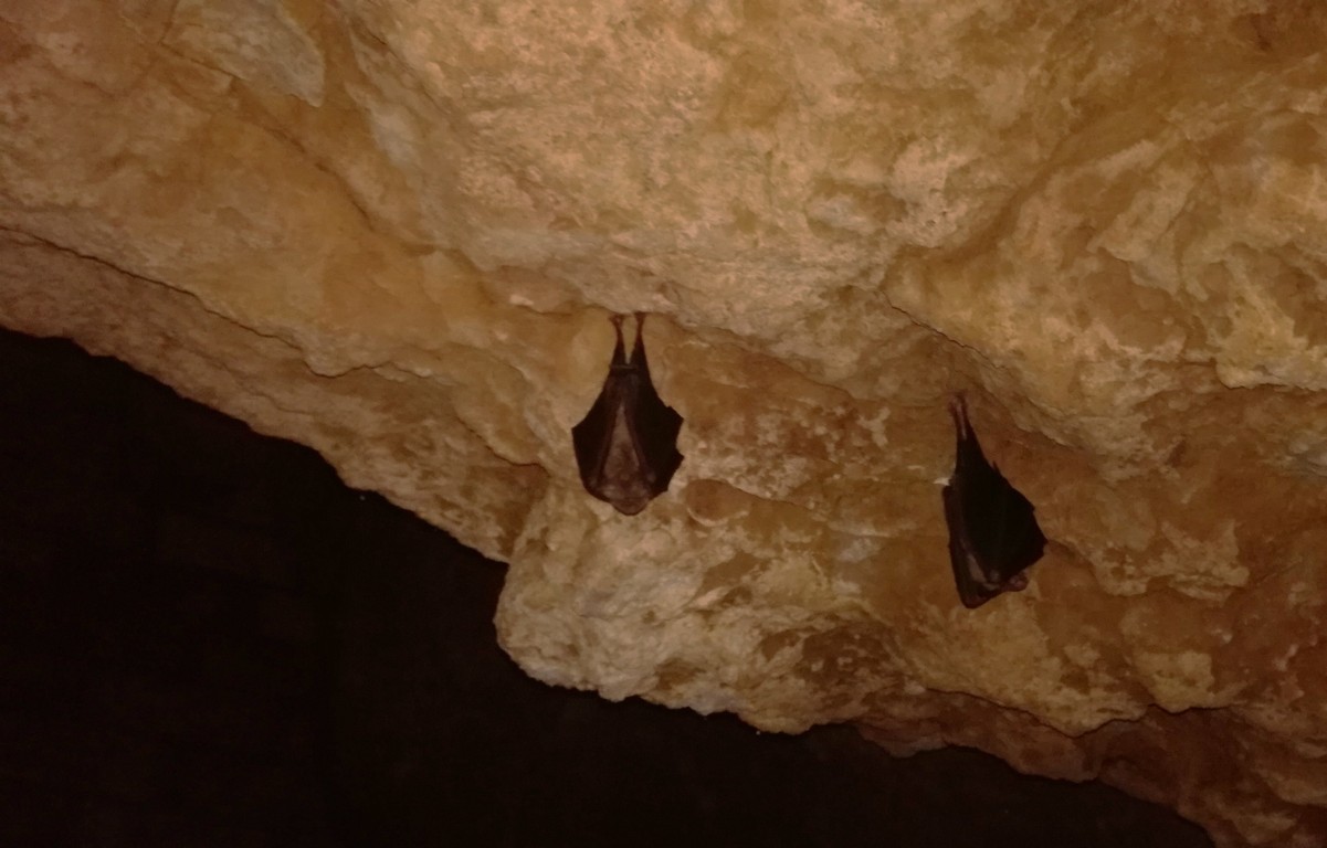 Murciélagos en cuevas de Castilla y León