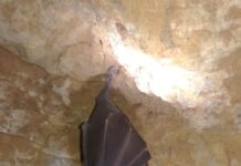 Murciélagos en cuevas de Castilla y León