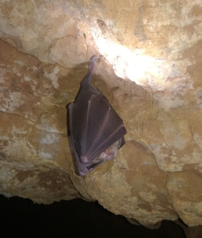 Murciélagos en cuevas de Castilla y León