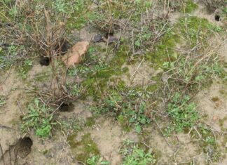 Huras de topillo campesino en una tierra de cultivo