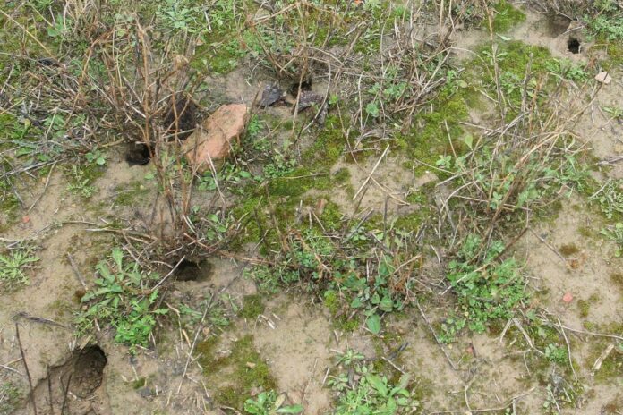 Huras de topillo campesino en una tierra de cultivo