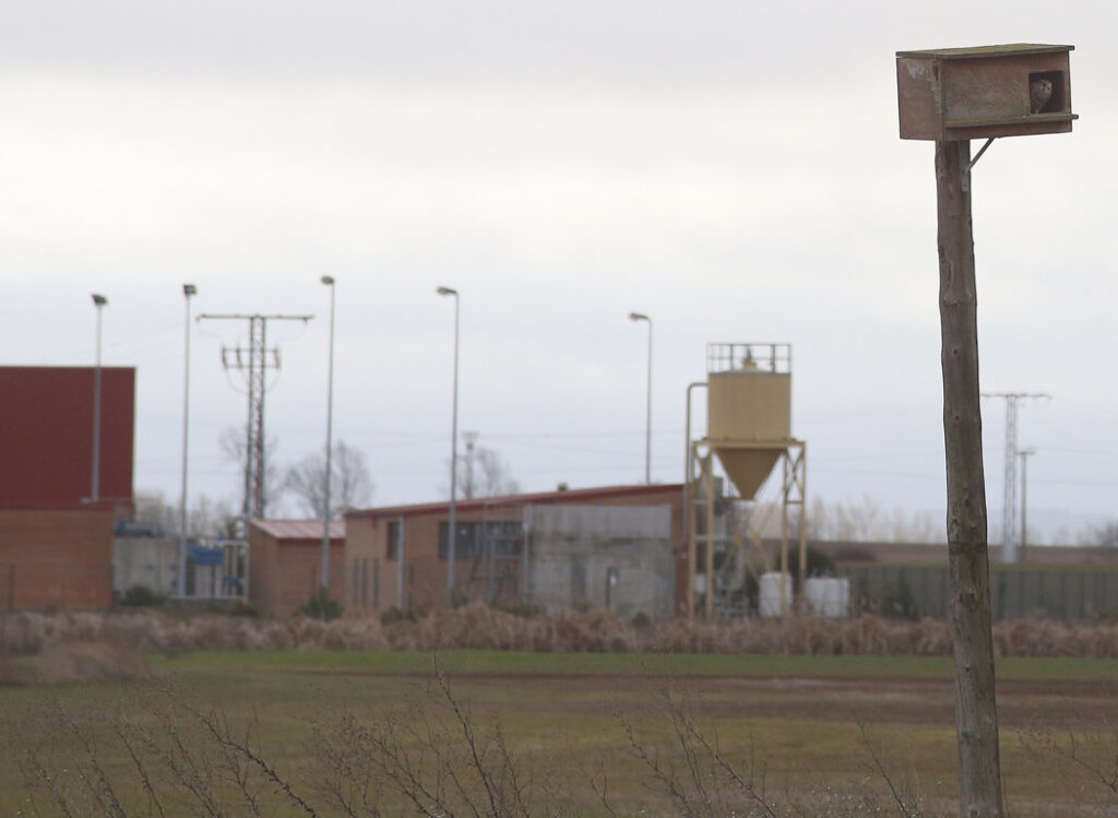 Nido de lechuza en la zona de Tierrra de Campos de Palencia donde se está actuando contra el topillo campesino