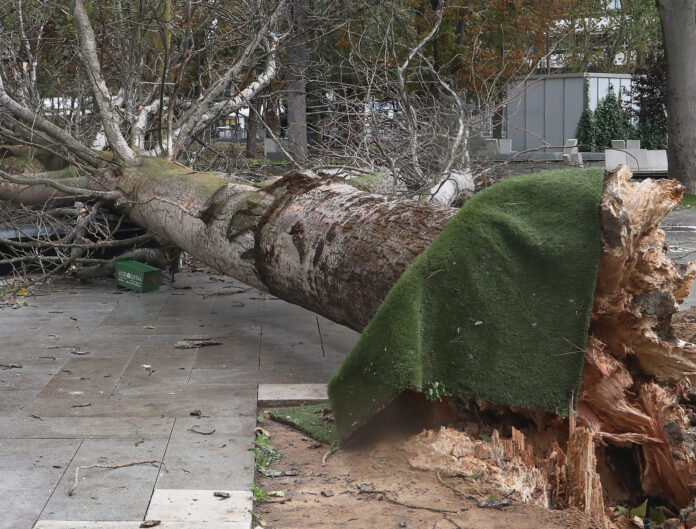 Árbol derribado por el viento en parque de los Jardinillos de Palencia