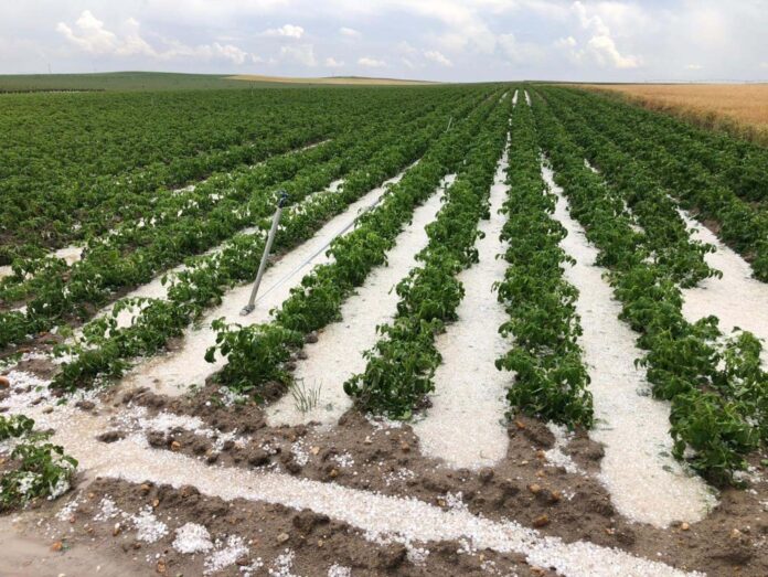 EL granizo afectó a diferentes cultivos de Castilla y León