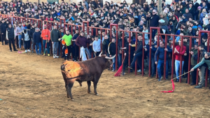 Fiesta de San Sebastián en Paredes de Nava - Encuentro de Coches Clásicos y Festejos Taurinos