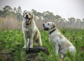 labrador-805838_1280