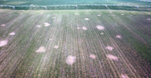 Daños del topillo en Boadilla de Rioseco