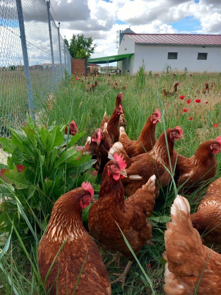 granja juanito