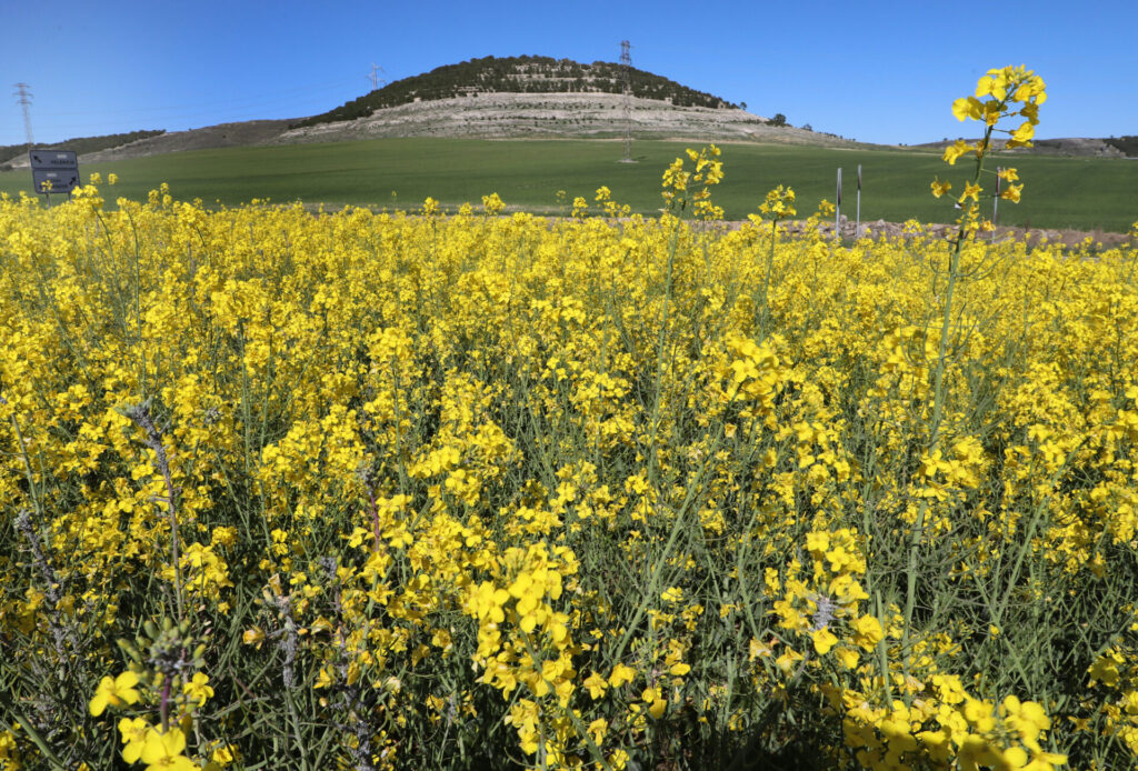 Cultivo de colza