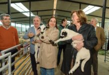 La alcaldesa de Palencia, Miriam Andrés y la presidenta de la Diputación, Ángeles Armisén, sostienen un ejemplar de oveja churra / Diputación de Palencia