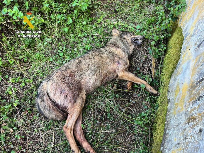 hallazgo lobo muerto por herida de bala en cervera de pisuerga