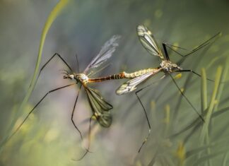 plaga mosquitos Diputación