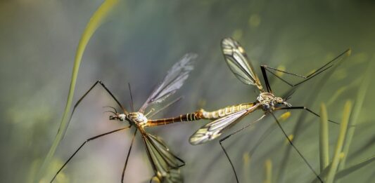 plaga mosquitos Diputación
